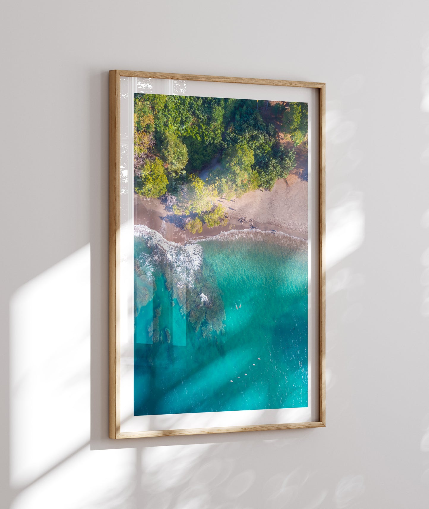 Paradisea