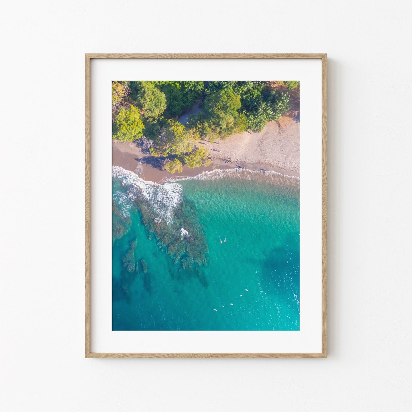 Paradisea