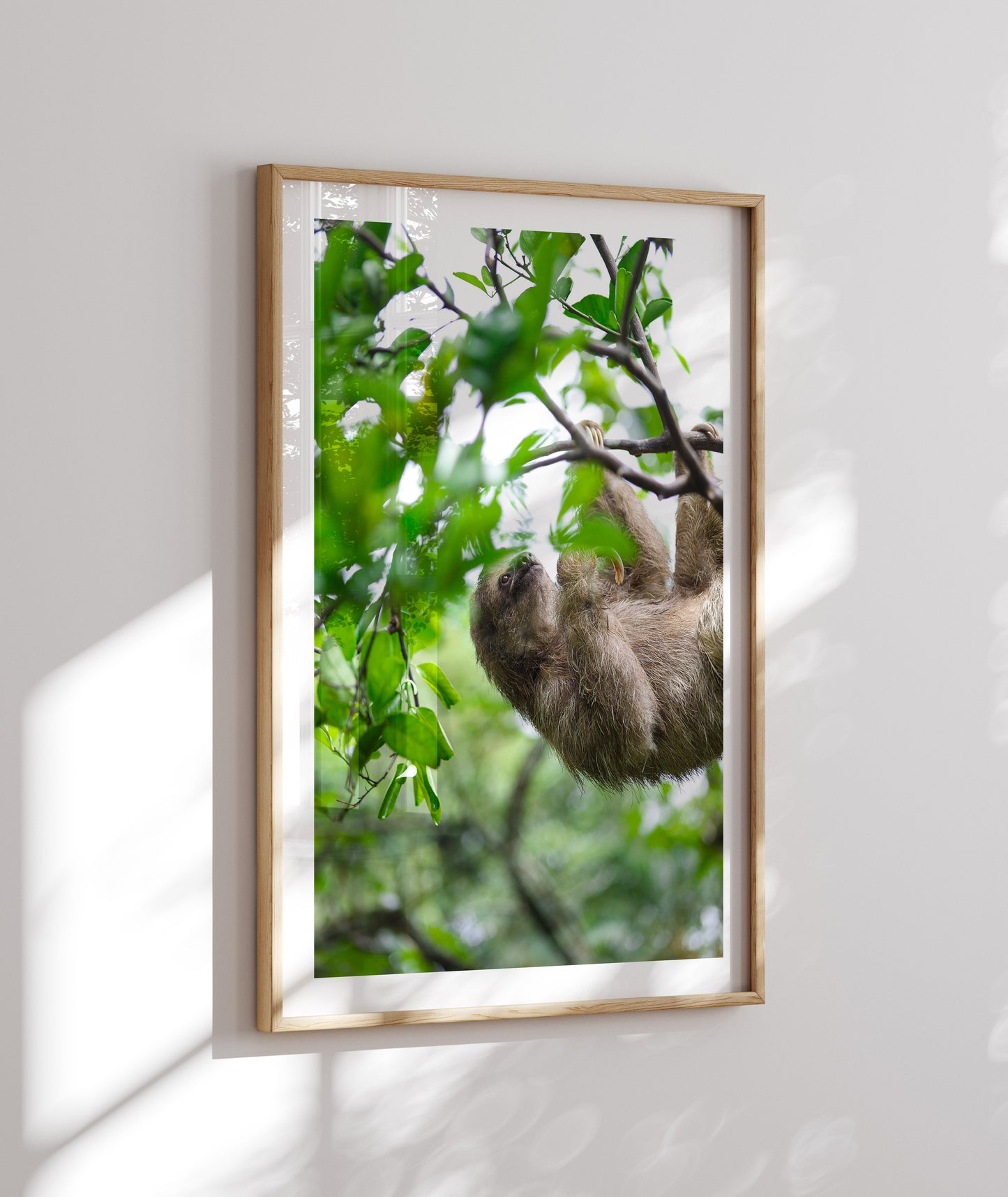 Slothful Harmony