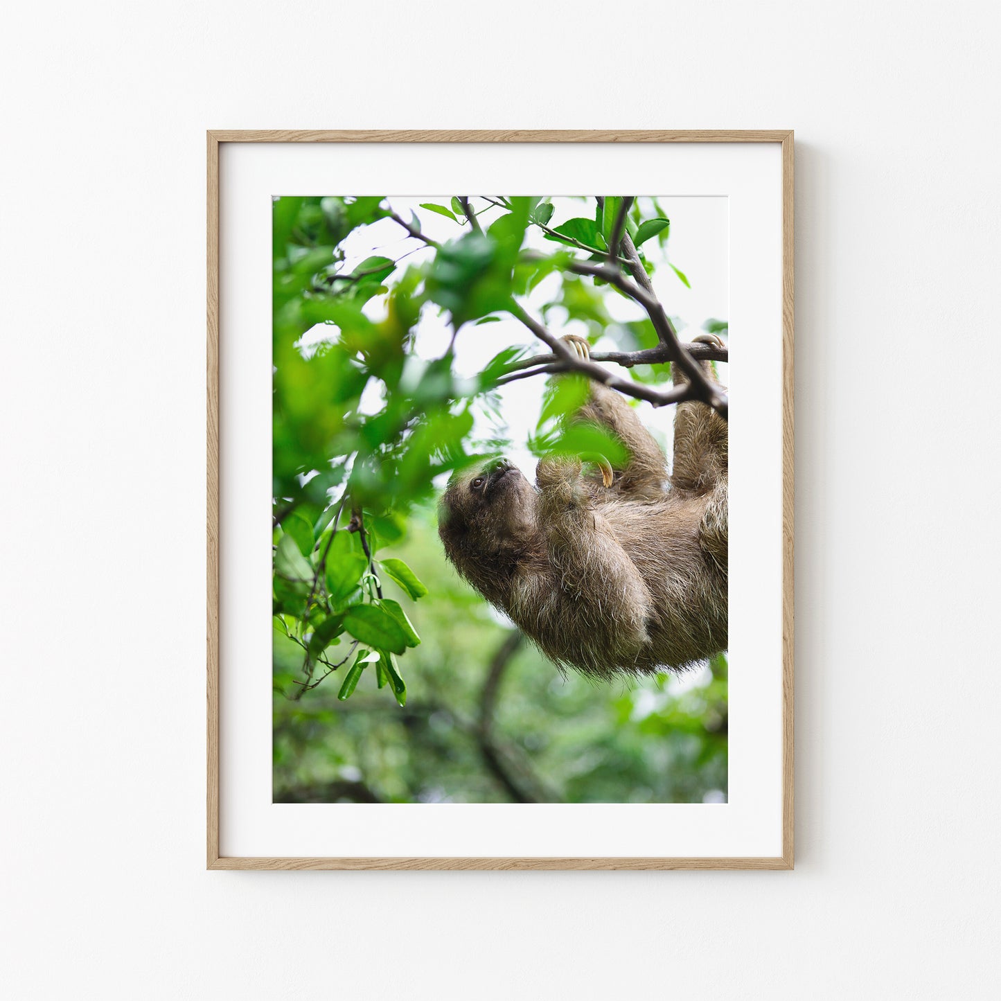Slothful Harmony
